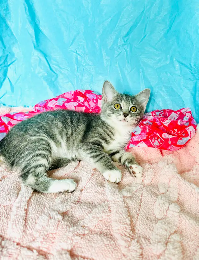 Adorable Tabby Kittens Looking for Loving Homes - Photo 4