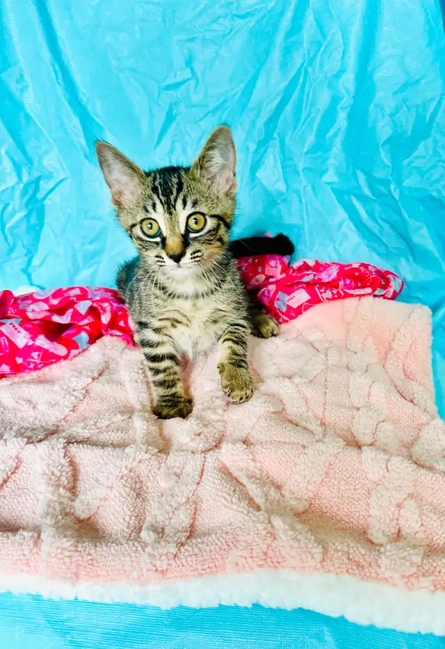 Adorable Tabby Kittens Looking for Loving Homes - Photo 6