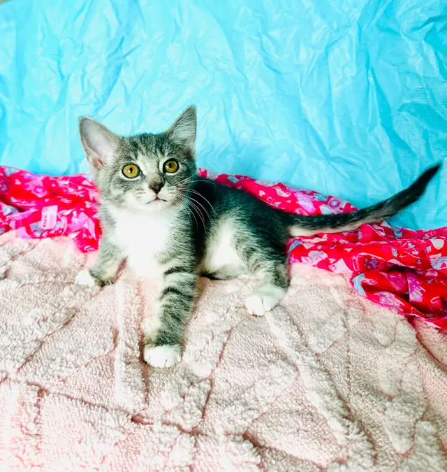 Adorable Tabby Kittens Looking for Loving Homes - Photo 7