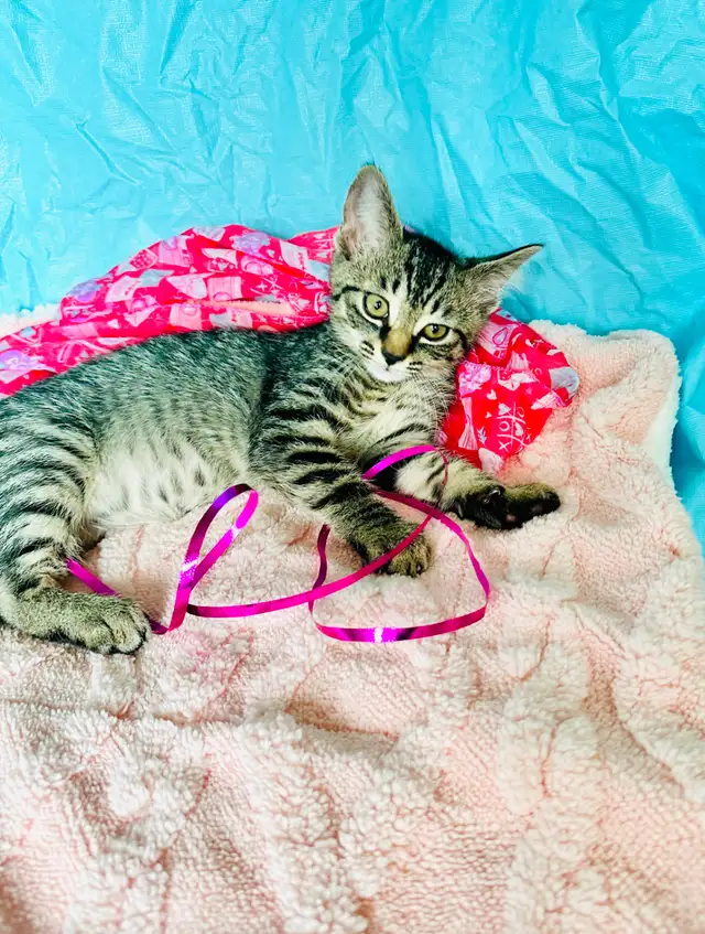 Adorable Tabby Kittens Looking for Loving Homes - Photo 8