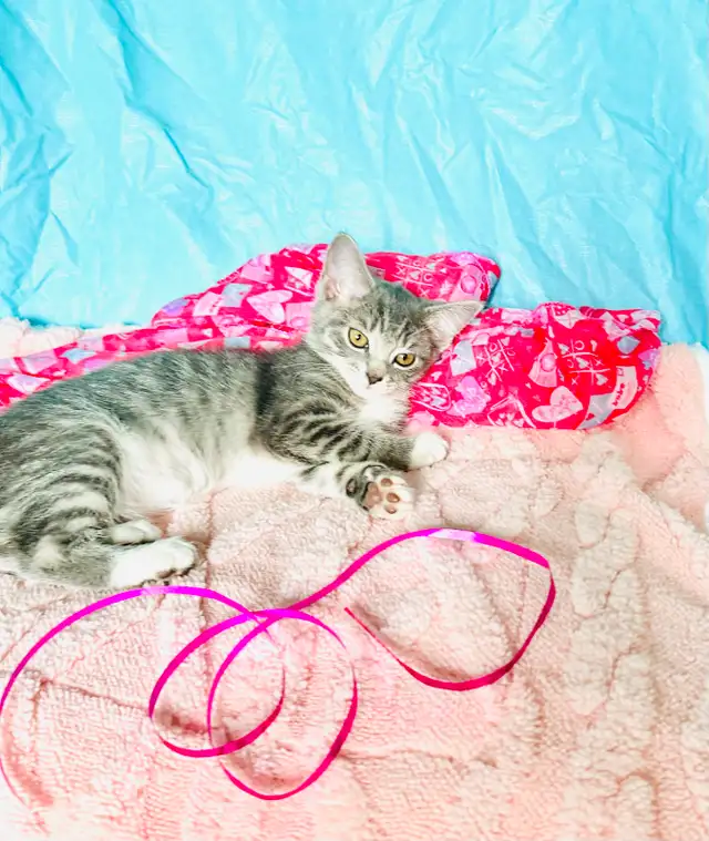 Adorable Tabby Kittens Looking for Loving Homes - Photo 9