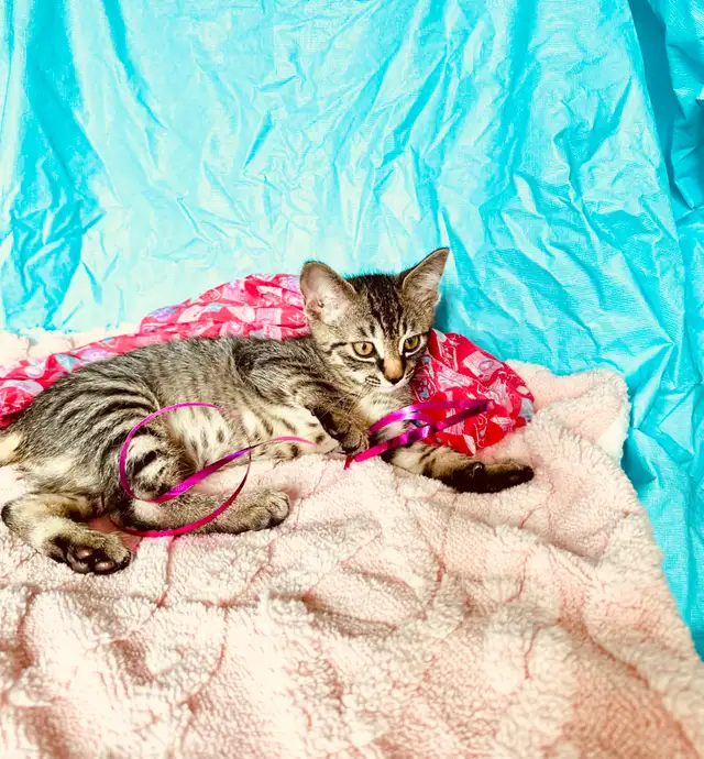 Adorable Tabby Kittens Looking for Loving Homes - Photo 10