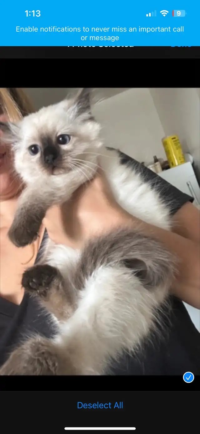 ragdoll kitten
