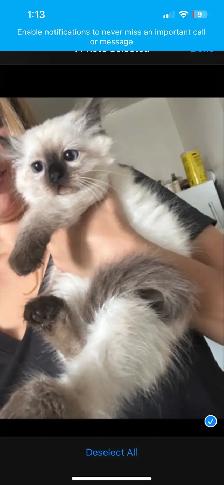ragdoll kitten