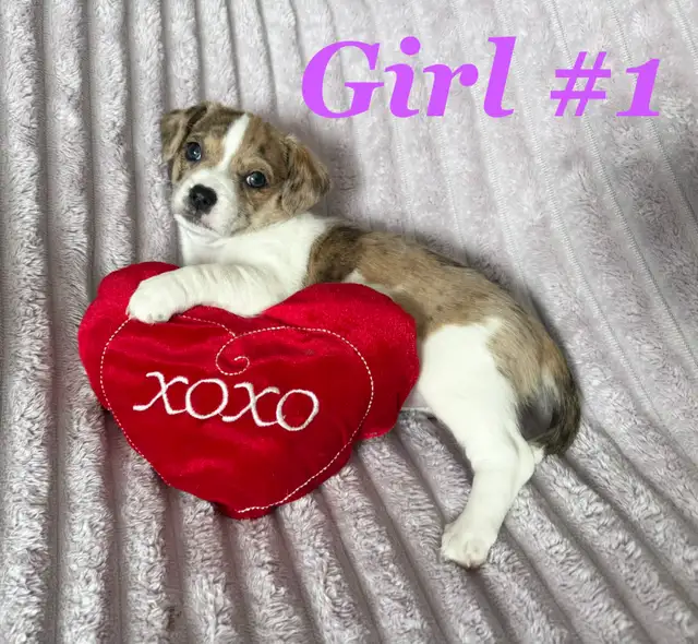 Ready To Go Cheagles