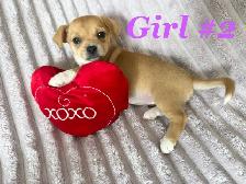 Ready To Go Cheagles - Photo 2