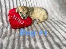 Ready To Go Cheagles - Photo 3