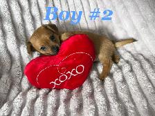 Ready To Go Cheagles - Photo 4