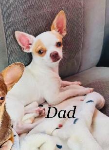 Ready To Go Cheagles - Photo 6