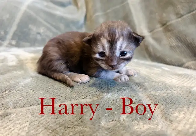 Beautiful Siberian Kittens! - Purebred & TICA Registered