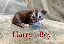 Beautiful Siberian Kittens! - Purebred & TICA Registered