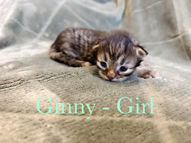 Beautiful Siberian Kittens! - Purebred & TICA Registered - Photo 2