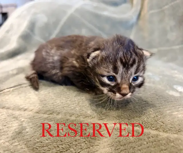 Beautiful Siberian Kittens! - Purebred & TICA Registered - Photo 3