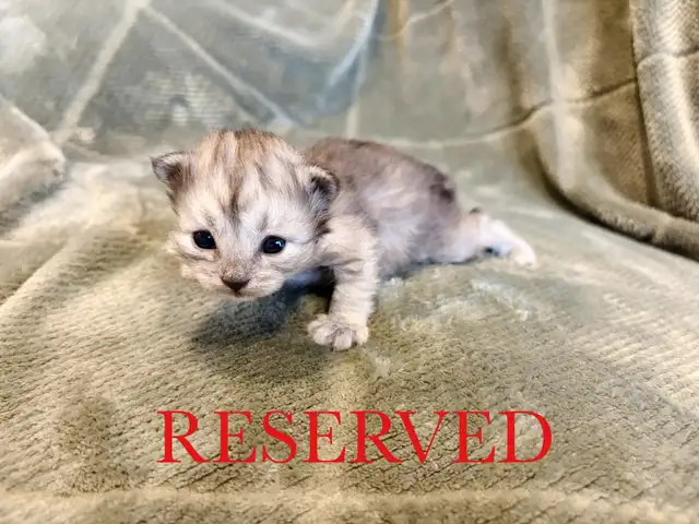 Beautiful Siberian Kittens! - Purebred & TICA Registered - Photo 4