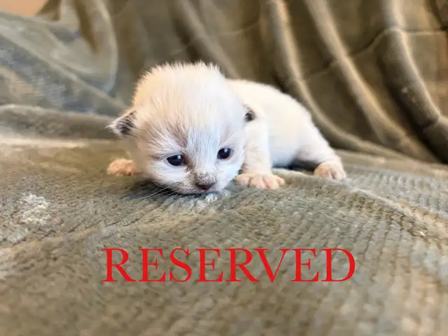 Beautiful Siberian Kittens! - Purebred & TICA Registered - Photo 5