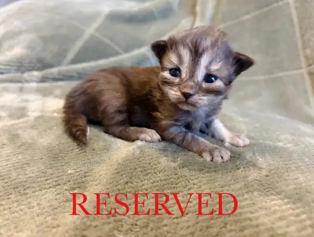 Beautiful Siberian Kittens! - Purebred & TICA Registered - Photo 6