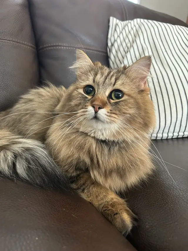 Beautiful Siberian Kittens! - Purebred & TICA Registered - Photo 7