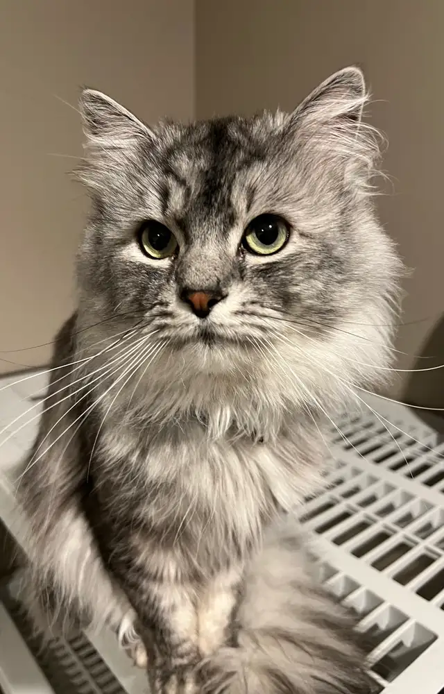 Beautiful Siberian Kittens! - Purebred & TICA Registered - Photo 8