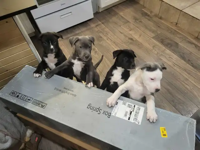 cane Corso husky mix puppies for rehoming