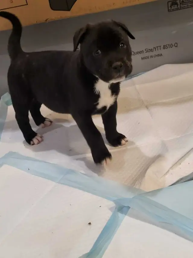cane Corso husky mix puppies for rehoming - Photo 2