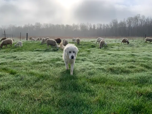 Maremma livestock guardian dogs