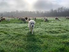 Maremma livestock guardian dogs