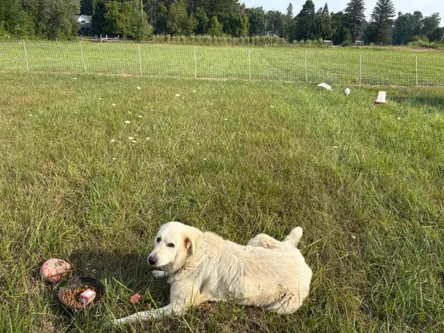 Maremma livestock guardian dogs - Photo 2