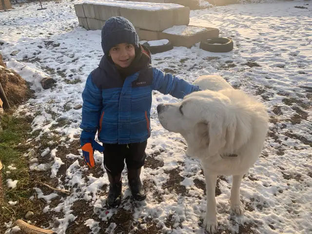 Maremma livestock guardian dogs - Photo 3