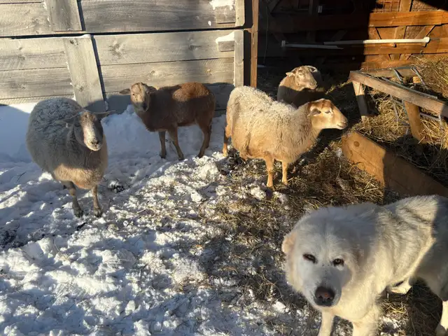 Maremma livestock guardian dogs - Photo 4