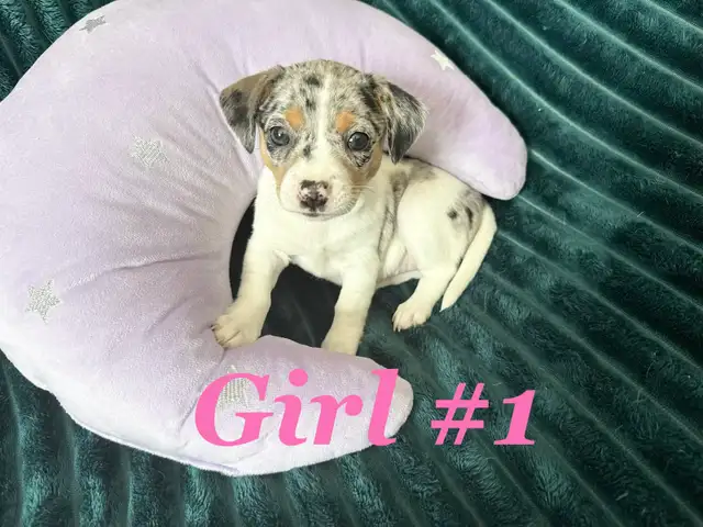 ❤️ Ready To Go Cheagles ❤️