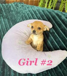 ❤️ Ready To Go Cheagles ❤️ - Photo 2