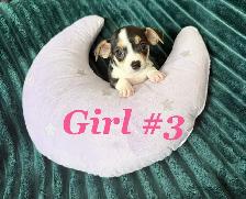 ❤️ Ready To Go Cheagles ❤️ - Photo 3