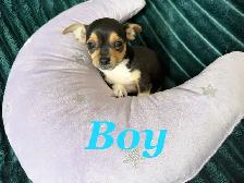 ❤️ Ready To Go Cheagles ❤️ - Photo 4