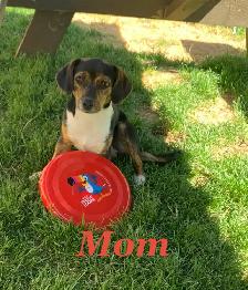 ❤️ Ready To Go Cheagles ❤️ - Photo 5