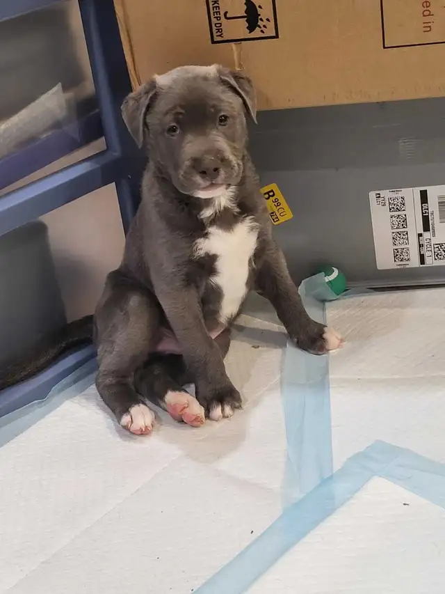 cane Corso husky mix puppies for rehoming - Photo 3