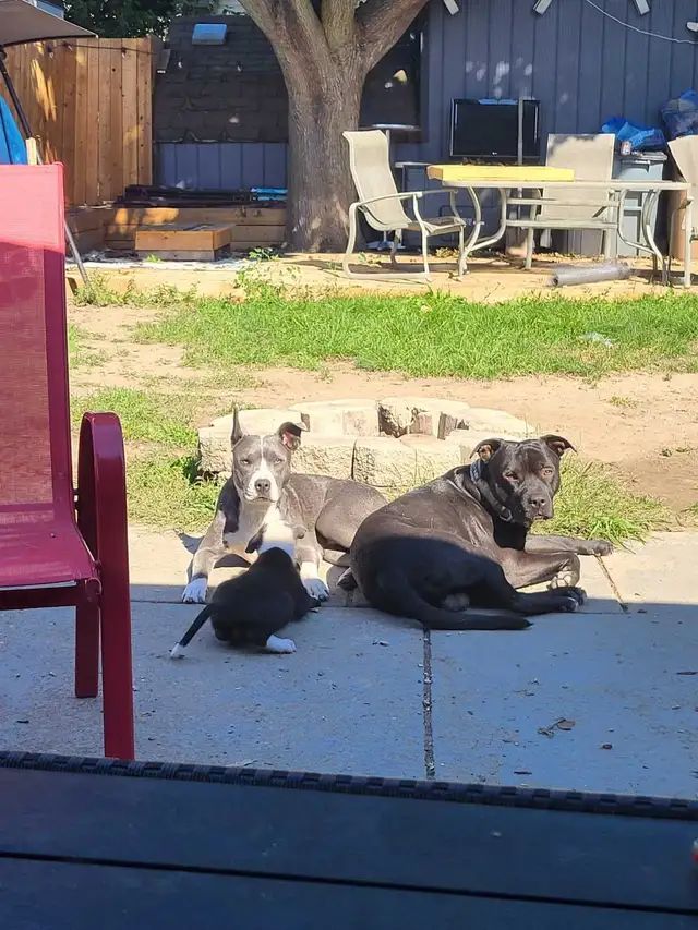 cane Corso husky mix puppies for rehoming - Photo 6