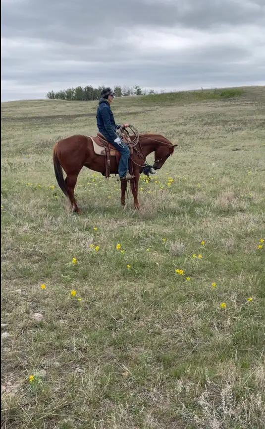 Coming four year old gelding