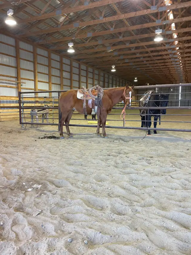 Coming four year old gelding - Photo 2