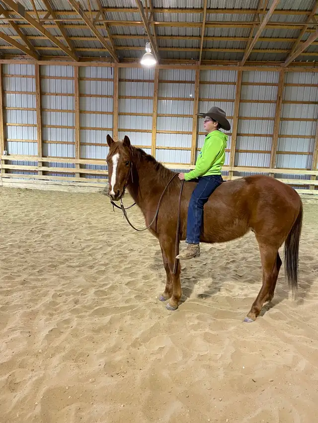 Coming four year old gelding - Photo 4