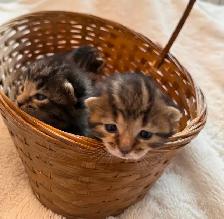 Maine Coon Bengal Mix kittens Healthy and Lively