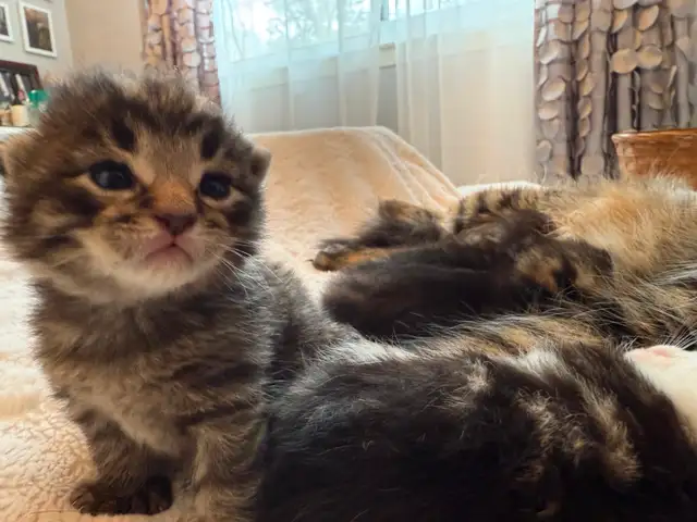 Maine Coon Bengal Mix kittens Healthy and Lively - Photo 2