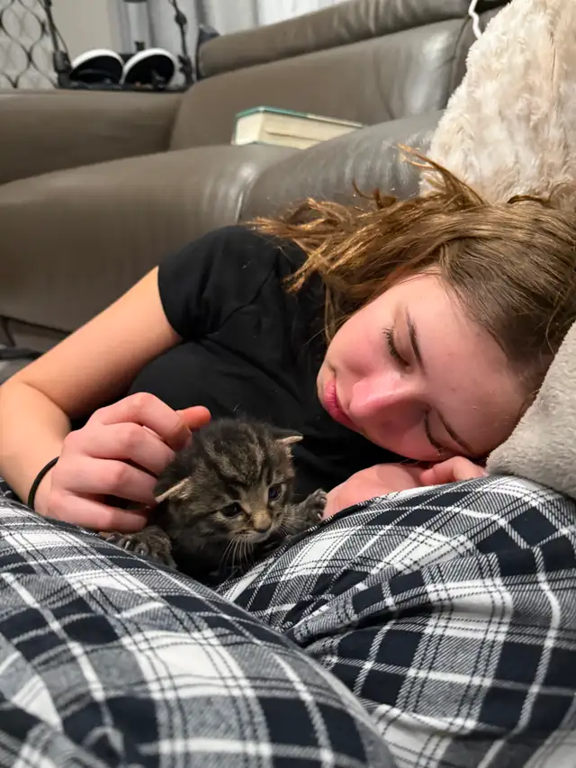 Maine Coon Bengal Mix kittens Healthy and Lively - Photo 3