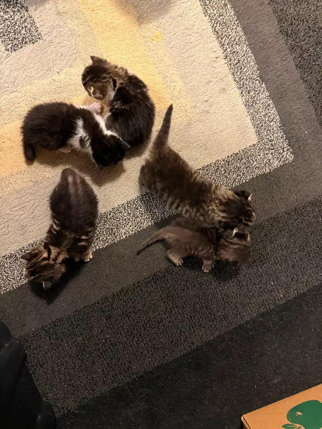 Maine Coon Bengal Mix kittens Healthy and Lively - Photo 4