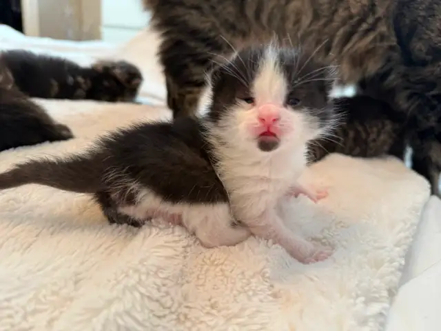 Maine Coon Bengal Mix kittens Healthy and Lively - Photo 5