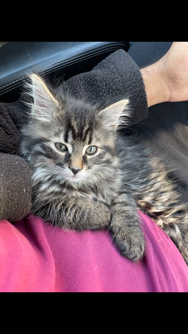 Maine Coon Bengal Mix kittens Healthy and Lively - Photo 6