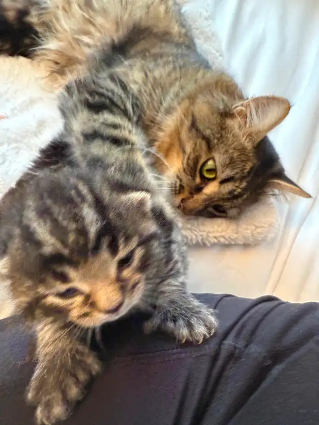 Maine Coon Bengal Mix kittens Healthy and Lively - Photo 8