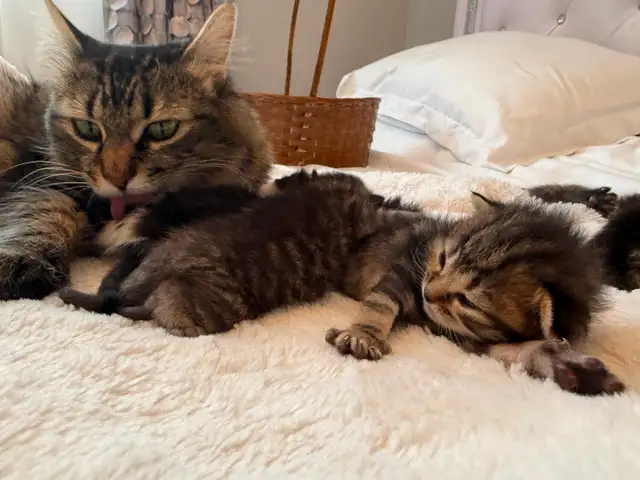 Maine Coon Bengal Mix kittens Healthy and Lively - Photo 10