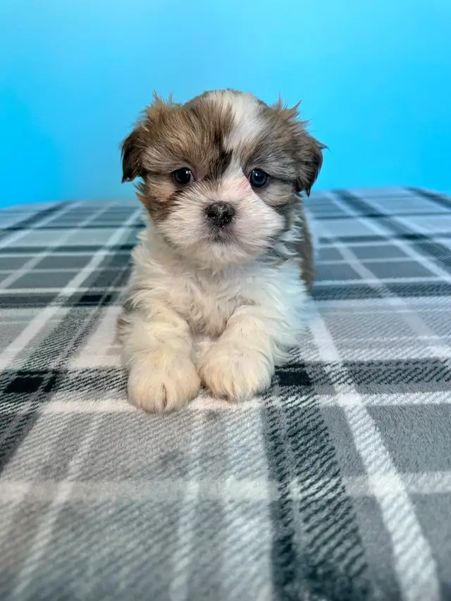 Malshi Puppies! (Shih Tzu/Maltese)
