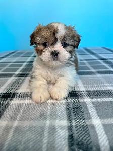 Malshi Puppies! (Shih Tzu/Maltese)