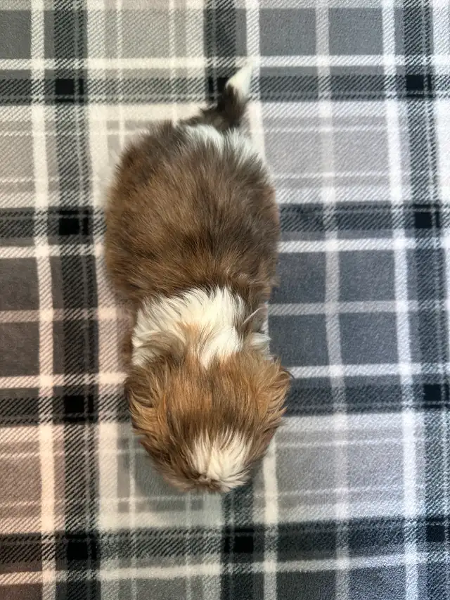 Malshi Puppies! (Shih Tzu/Maltese) - Photo 2